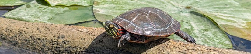Essential Supplies for a Happy and Healthy Turtle: Housing, Lighting, and Food