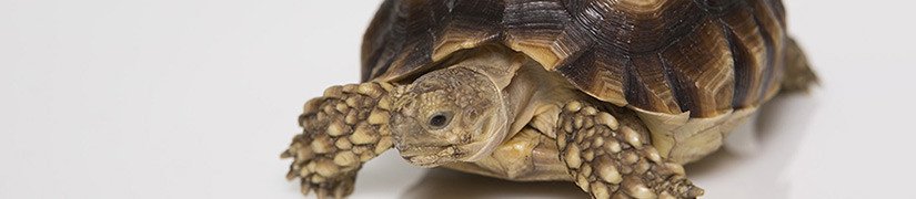 Essential Tortoise Supplies for a Healthy Habitat at Home