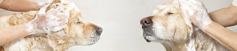 Grooming Items as Shampoos, Conditioners, Lotions, Ointment for Your Companion Animal | Improve Its Health and Appearance