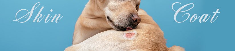 Soothe Your Pet's Sensitive Skin with Skin & Coat Special Targeted Medicated Shampoos & Lotions