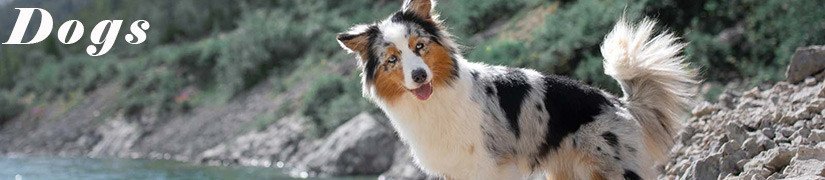 Essential Dog Supplies: Feed, Treats, Grooming & More