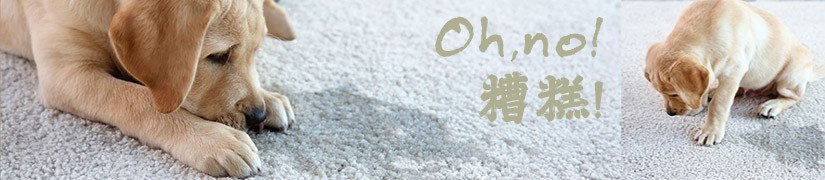 Keep Your Pet and Home Clean and Sanitized with Pet Sanitary Products