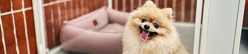 Pet-Safe Disinfectants Deodorizers