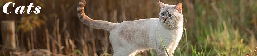 Essential Cat Supplies: Feed, Treats, Grooming & More for a Happy and Healthy Pet