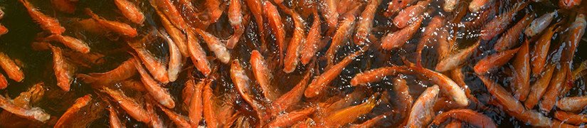Ordinary Fish Food - Perfect for Everyday Fish Farming