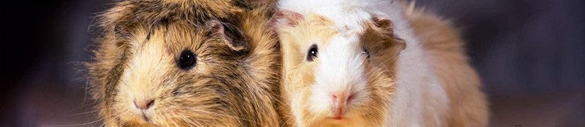 Essential Supplies for Keeping Small Animals as Pets