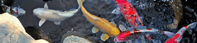 Boost Your Fish Brilliant Colors with Color Enhancing Fish Food!