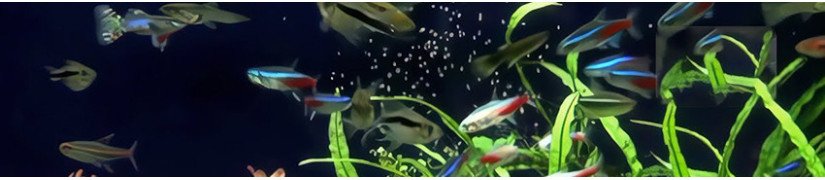 High-Quality Micro-Pellets for Baby Fish Fry, Crystal Shrimps etc.