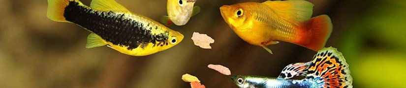 Floating Fish Food for Convenience of Higher Water Column Fish