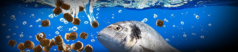 Quality Sinking Fish Food for Bottom Dwelling Fish - Perfect for Catfish, Loach, Shrimps and more