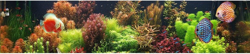 Maintain Your Fish's Health With Species-Specific Fish Food