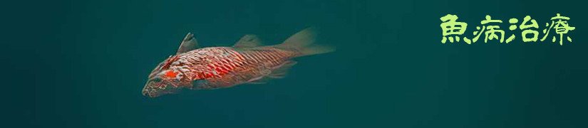 Fish Treatment: Fish Disease Common Causes and Threats to Your Underwater Pet